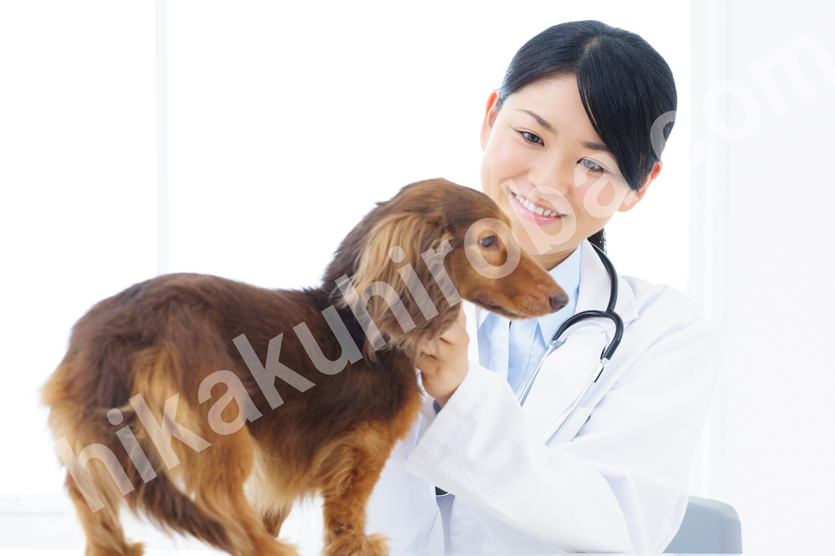 動物看護師