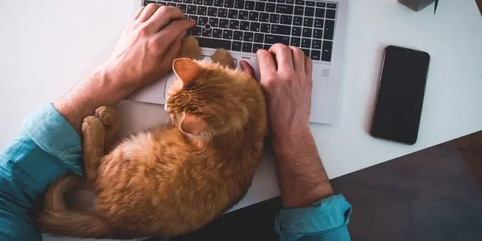 猫とノートPC
